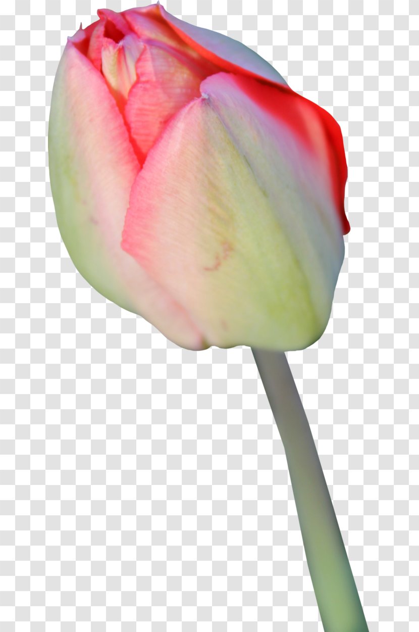 Tulip Flower Display Resolution - Photography - Tulips Transparent PNG