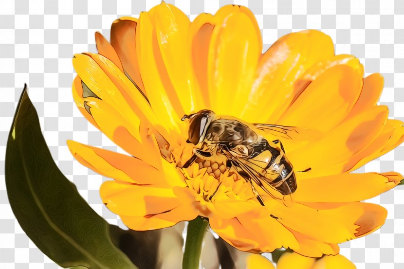 Marigold Flower - Insect - Perennial Plant English Transparent PNG