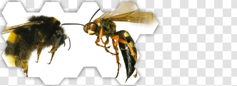Hornet Honey Bee Wasp Ant - Vespids Transparent PNG