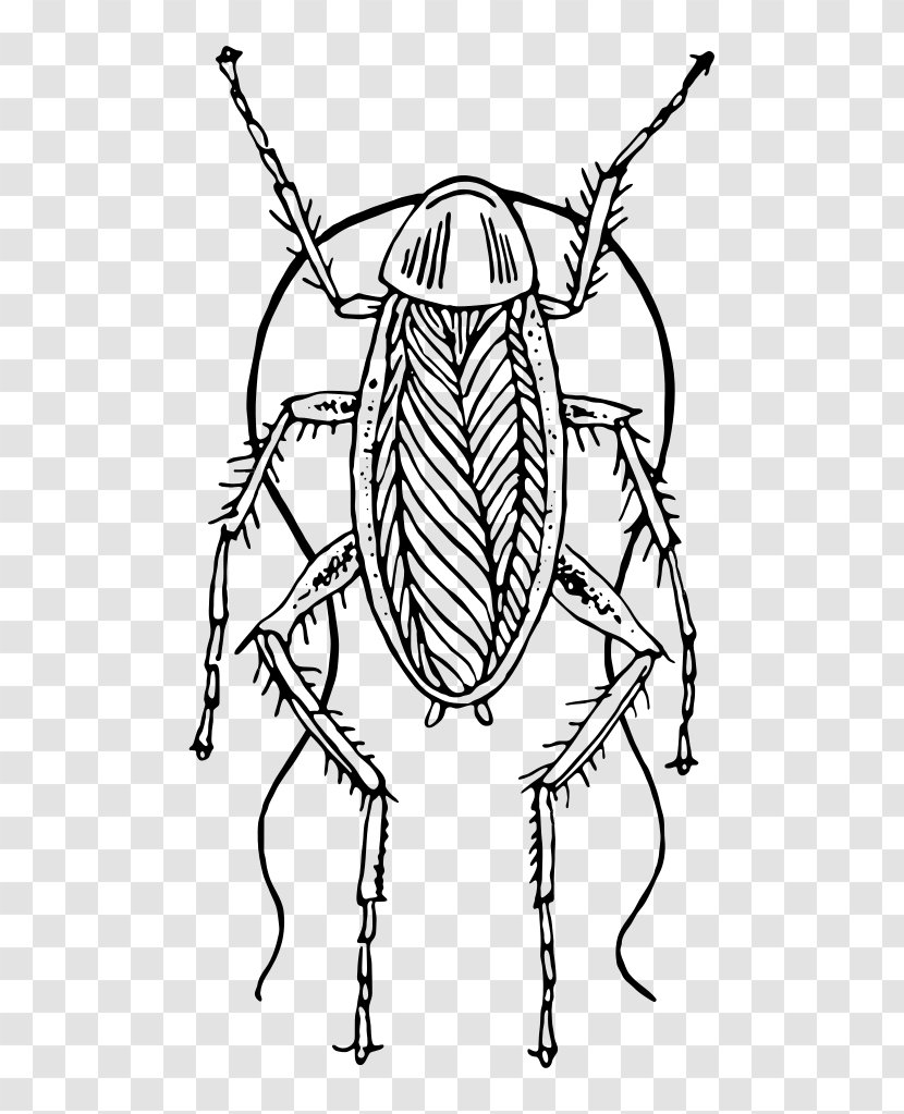 Cockroach Not Fit For Human Consumption: A Comedic Farce Drawing Clip Art - Pest Transparent PNG
