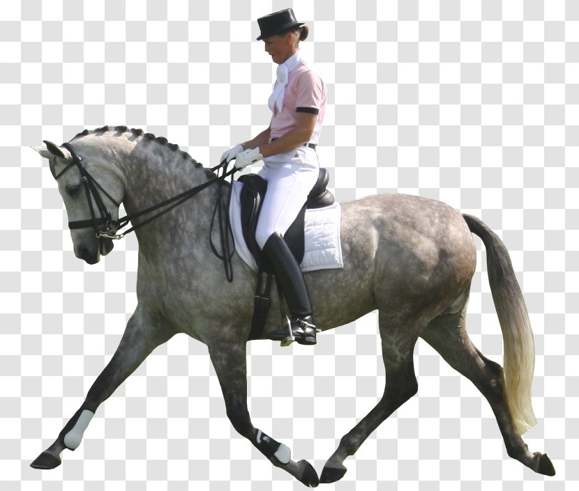 Horse Eventing Hunt Seat Kentucky Three-Day Event Stallion Transparent PNG
