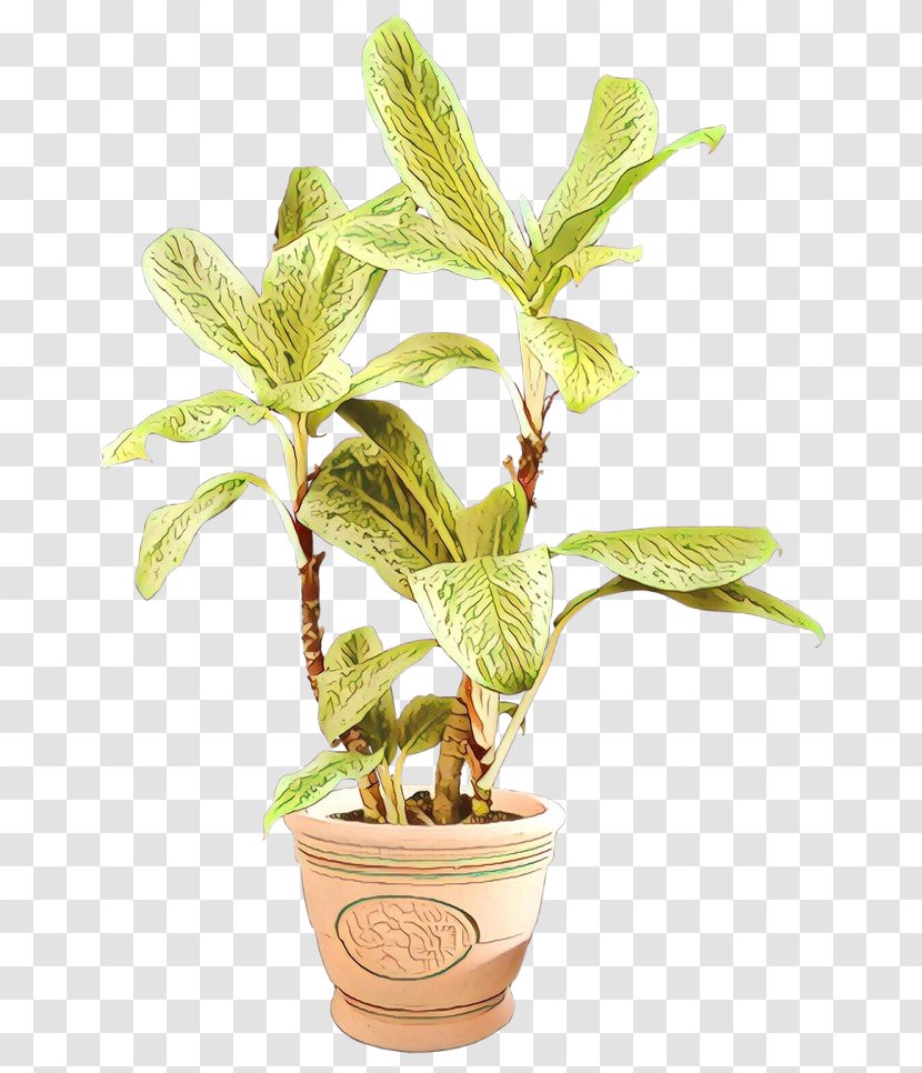Houseplant Flowerpot Plant Stem Tree Herb - Leaf Transparent PNG