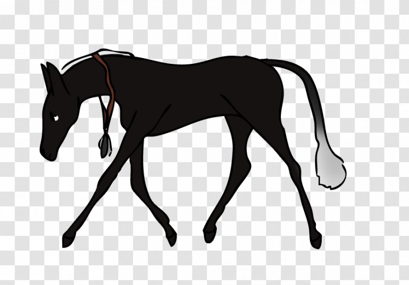 Mule Foal Stallion Halter Colt - Horse Tack - Mustang Transparent PNG