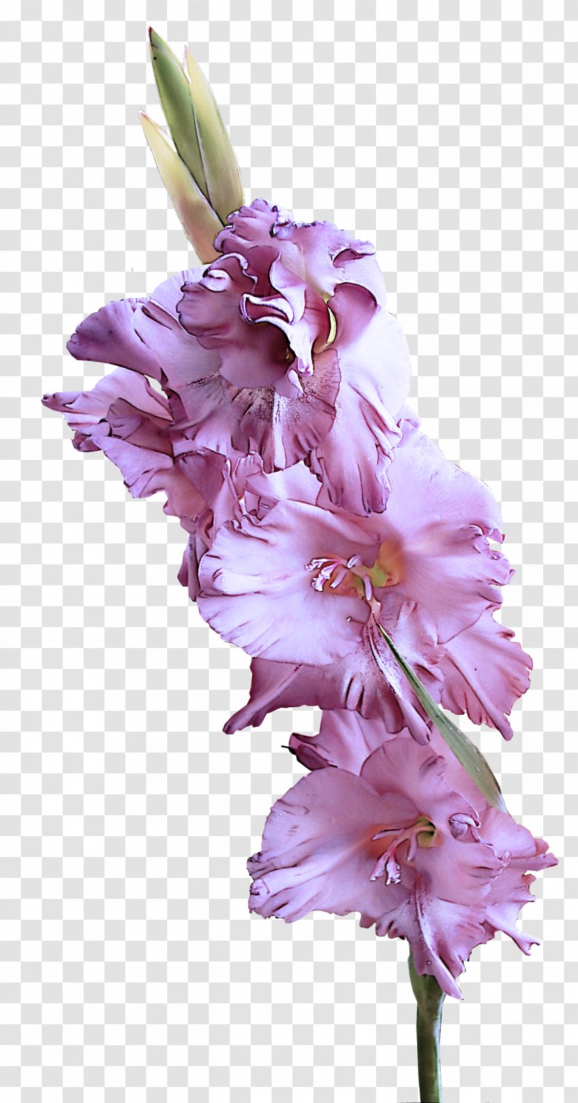 Flower Flowering Plant Gladiolus Petal - Purple Lilac Transparent PNG