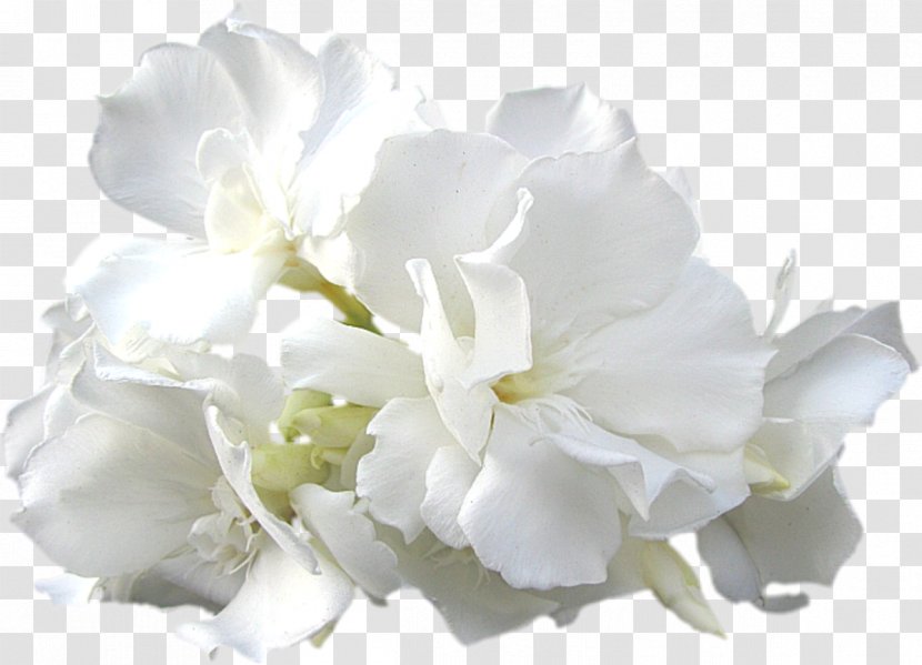 Cut Flowers Shoot Clip Art - Gardenia - Mystique Transparent PNG