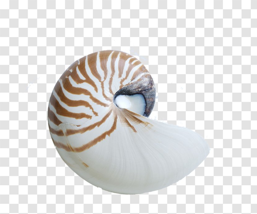 Chambered Nautilus Seashell Sea Snail - Conch Transparent PNG