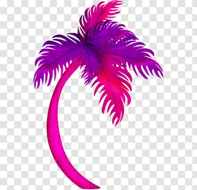 Coconut Clip Art Palm Trees - Magenta Transparent PNG