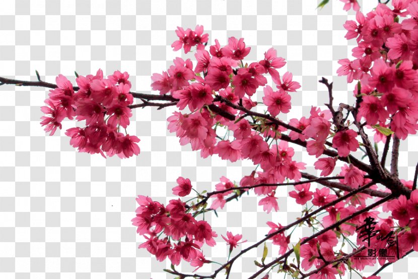 Cherry Blossom - Petal - Pink Transparent PNG