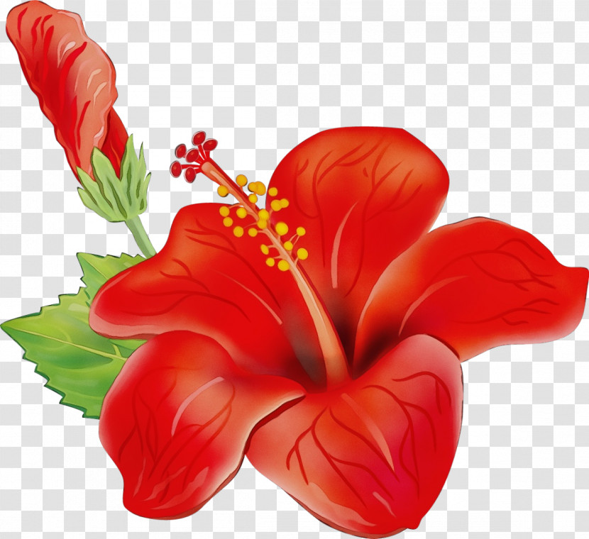 Floral Design Transparent PNG