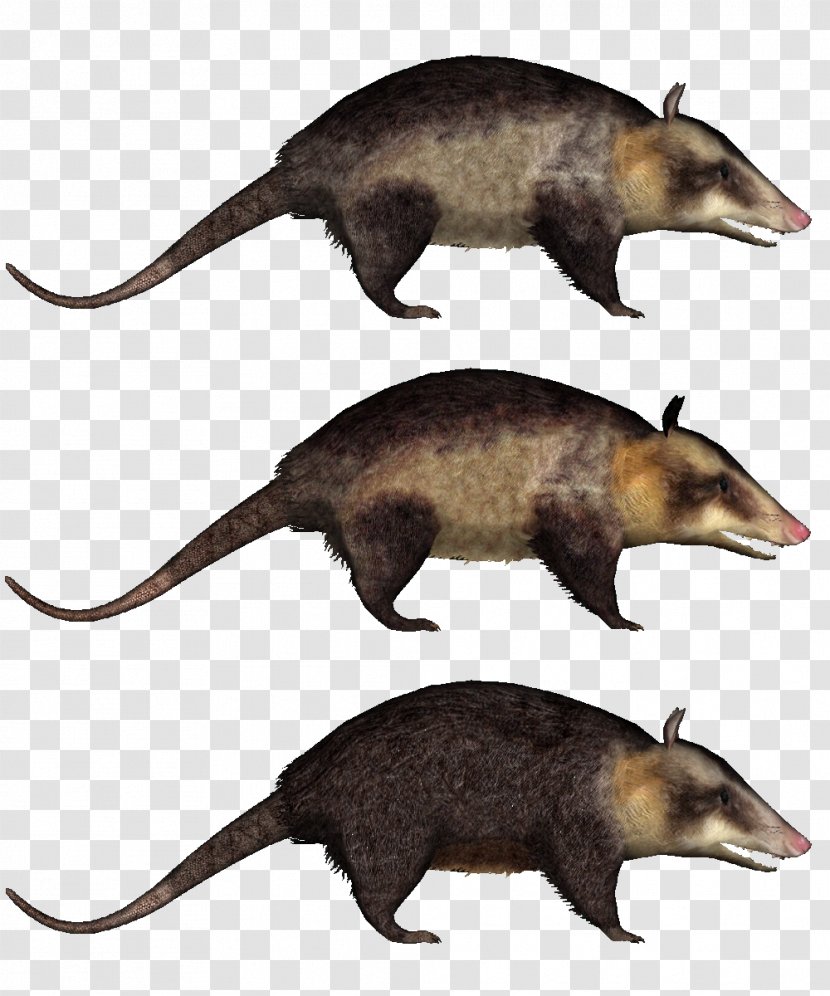 Zoo Tycoon 2 Common Opossum Virginia Shrew - Raccoon Transparent PNG