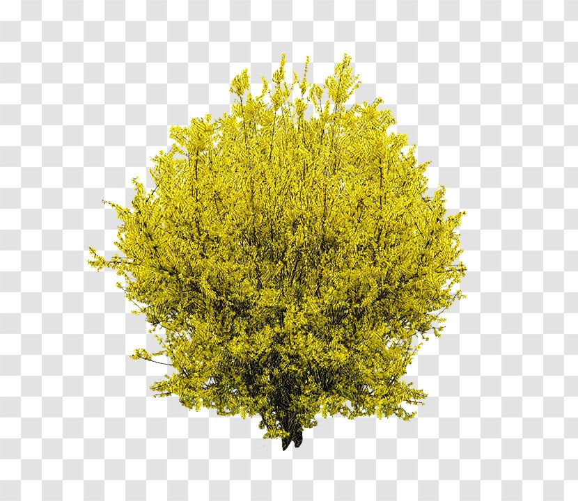 Forsythia Shrub Common Lilac Tree - Yellow Transparent PNG
