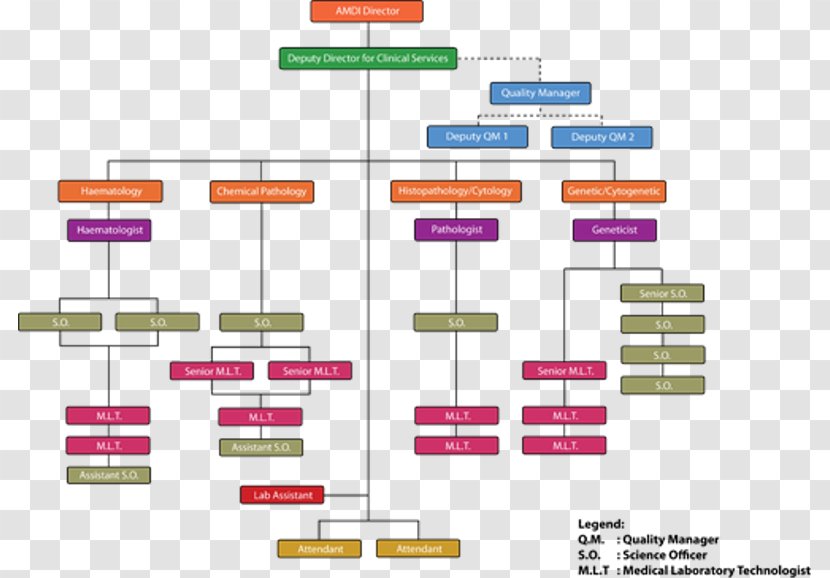 Organizational Chart Structure Non-profit Organisation Health Care - Text Transparent PNG