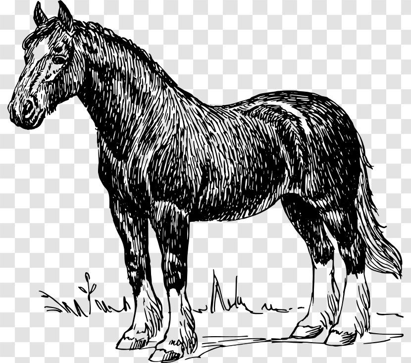 Clydesdale Horse Belgian Percheron Shire Draft - Bay - Black Transparent PNG