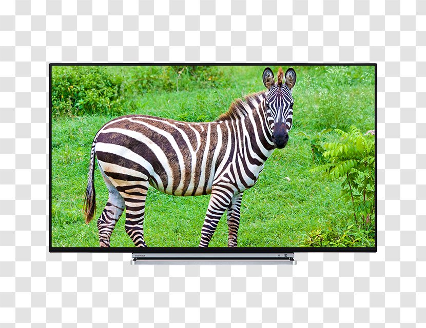Ultra-high-definition Television Toshiba U5766DB 4K Resolution - Set - Lcd Transparent PNG