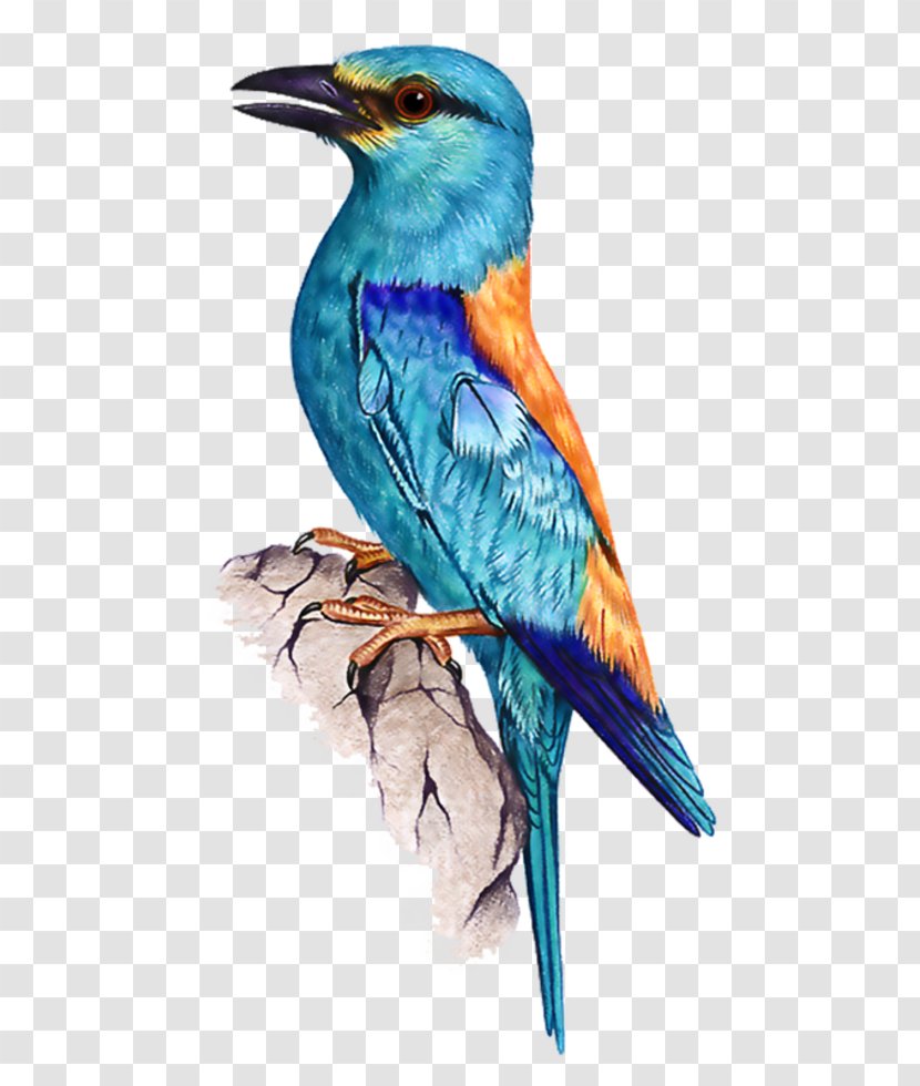 Bird - Digital Image - Macaw Transparent PNG