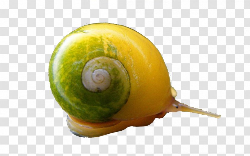 Snail Orthogastropoda Euclidean Vector Icon - Fruit - Creative Transparent PNG