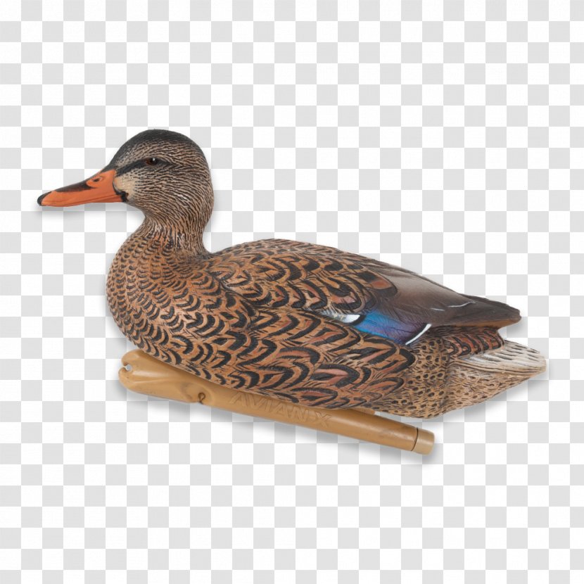 Mallard Duck Hunting Decoy Goose - Waterfowl Transparent PNG