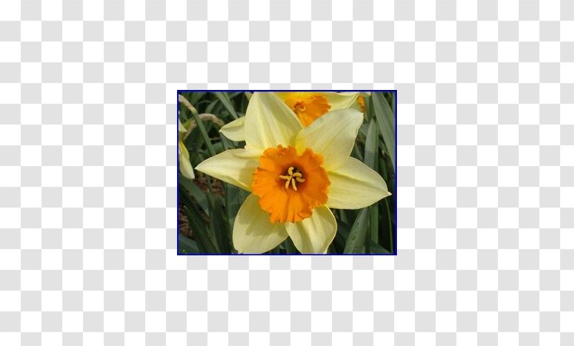 Narcissus Petal - Amaryllis Family - Peruvian Lily Transparent PNG