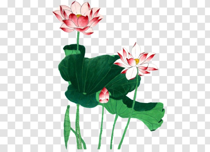 Nelumbo Nucifera Ink Wash Painting - Sacred Lotus Transparent PNG