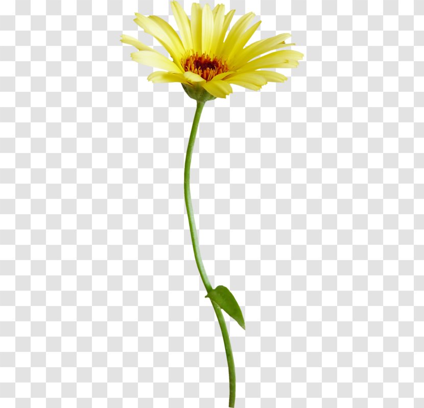Flower Common Daisy Chrysanthemum - Floristry Transparent PNG