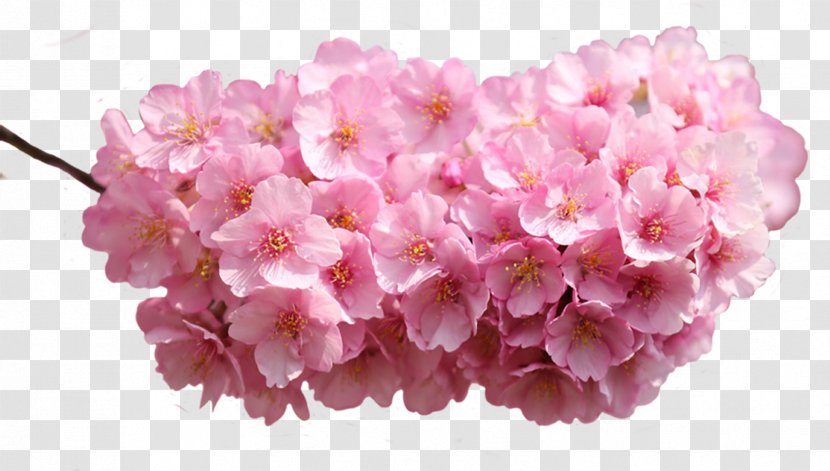 Pink Flowers Desktop Wallpaper Rose Petal - Flower Transparent PNG