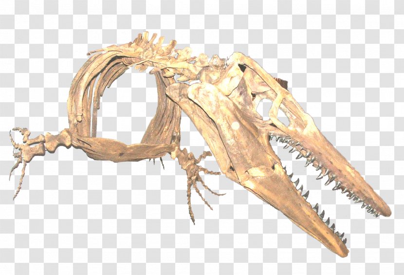 Jaw - Claw Transparent PNG