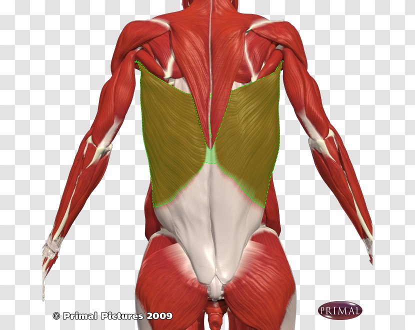 Shoulder Latissimus Dorsi Muscle Human Back Intercostal - Tree - Watercolor Transparent PNG