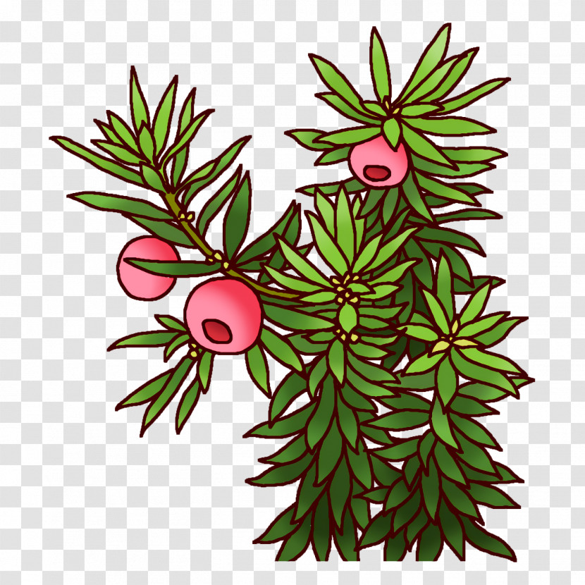 Spruce Plant Stem Leaf Flower Branch Transparent PNG