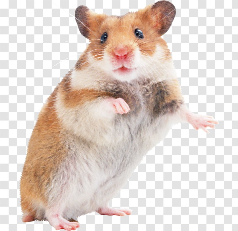 Golden Hamster Mouse Gerbil Rodent - Roborovski Transparent PNG