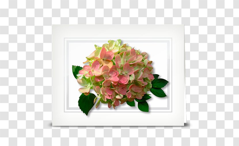 Hydrangea Cut Flowers Floral Design Floristry Transparent PNG
