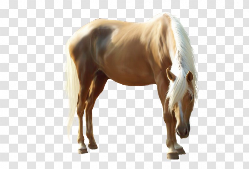 Mustang Image Howrse Drawing - Horse Transparent PNG