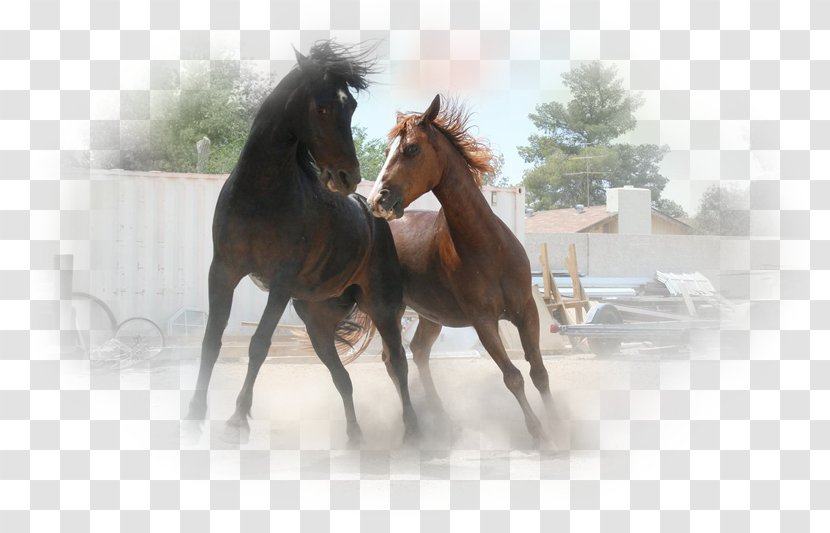 Mustang Stallion Foal Mare Colt - Senegal National Football Team Transparent PNG