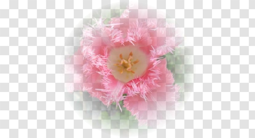 Peony Pink M Family Film P!nk - Plant Transparent PNG