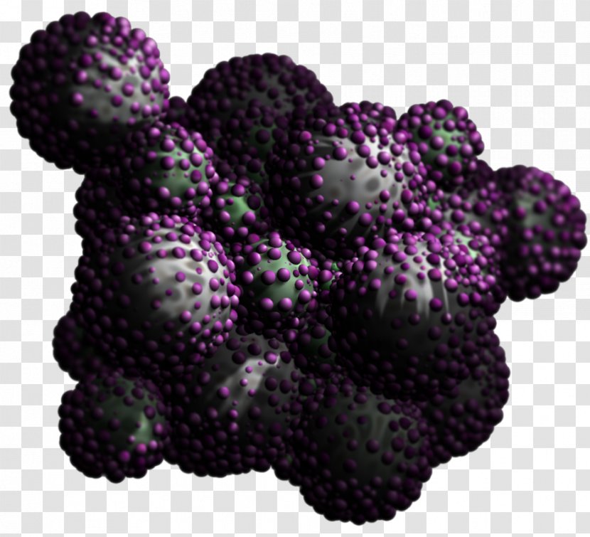 Grape Boysenberry BlackBerry - Organism Transparent PNG