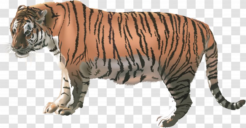 Felidae Bengal Tiger - Fauna Transparent PNG