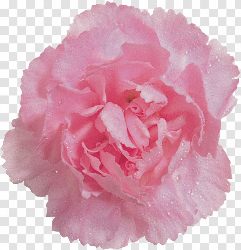 Cabbage Rose Color Pom-pom Garden Roses Lampionwebshop - Pink Family Transparent PNG