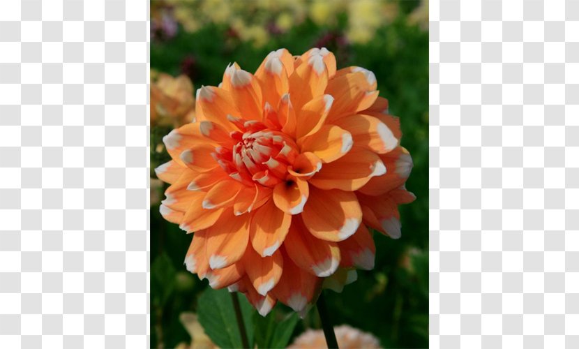 Dahlia Annual Plant - Daisy Family - Squill Transparent PNG