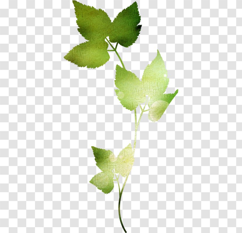 Leaf Apatico Petal - Maple Transparent PNG