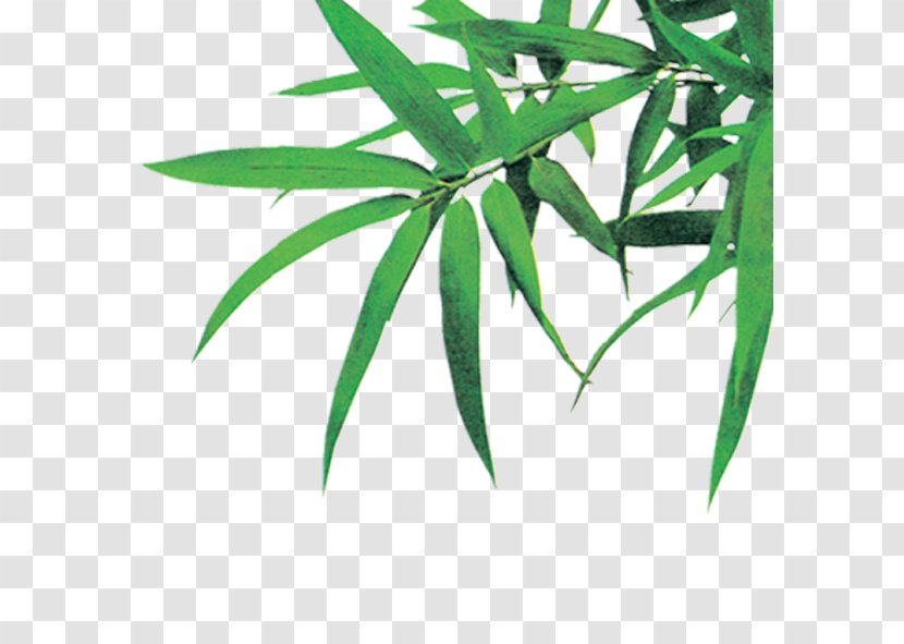 Bambusodae Icon - Ink - Green Bamboo Leaves Transparent PNG