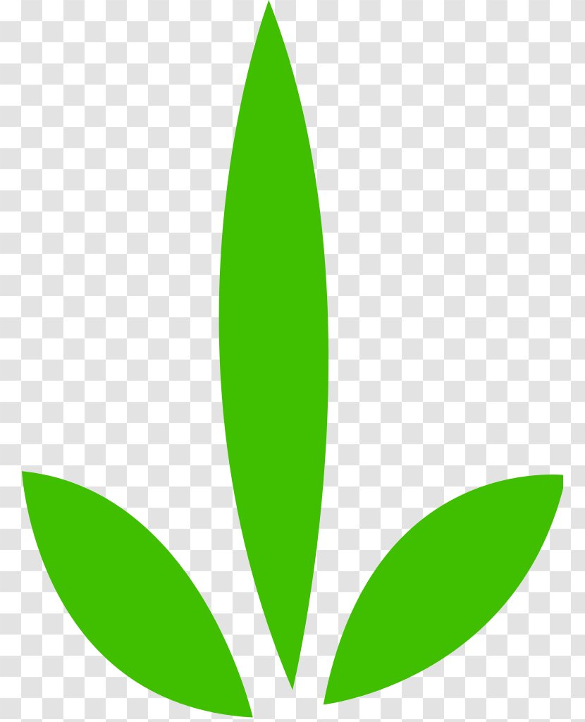 Leaf Plant Stem Tree Green - Useful Vector Transparent PNG