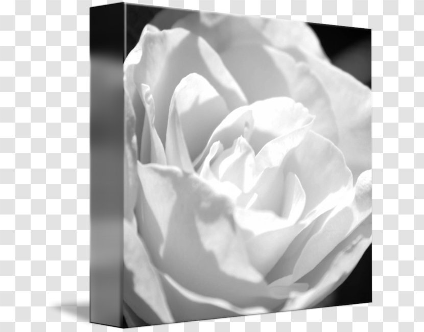 Garden Roses Photography Cabbage Rose Gallery Wrap - Canvas - Tranquil Transparent PNG