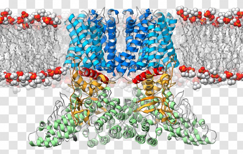 Cryogenic Electron Microscopy Ion Channel Receptor Cell Membrane - Fashion Accessory - Scripps Research Institute Transparent PNG