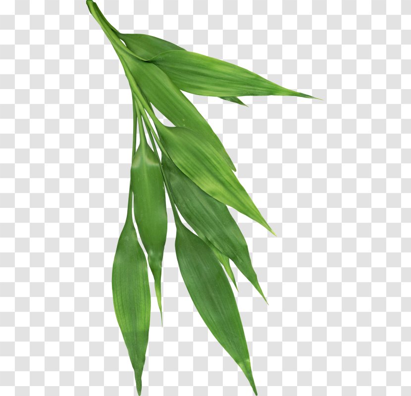 Green Leaf Background - Chemical Element - Eucalyptus Tree Transparent PNG