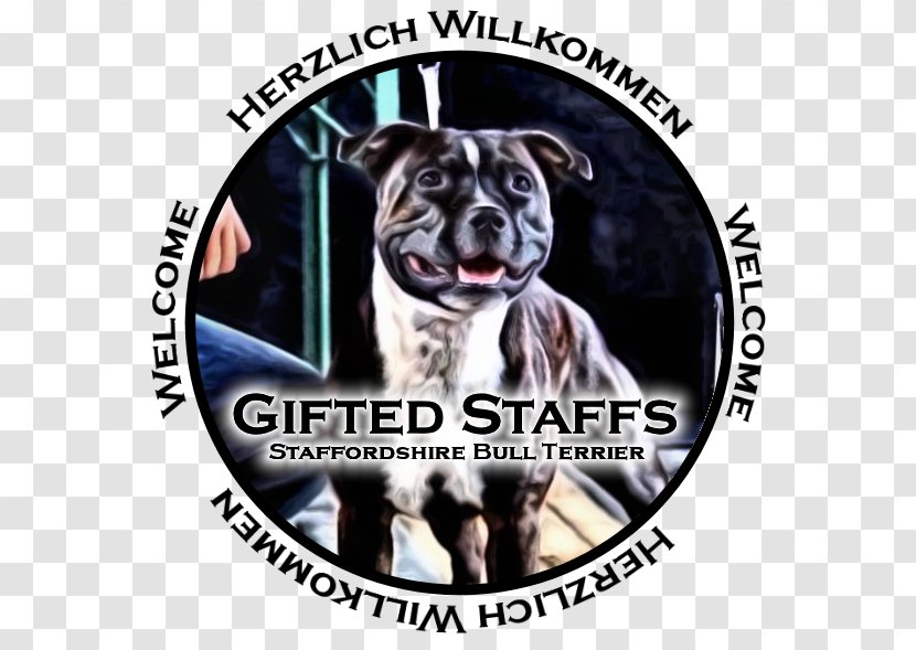 Dog Breed American Pit Bull Terrier Snout - Staffordshire Transparent PNG