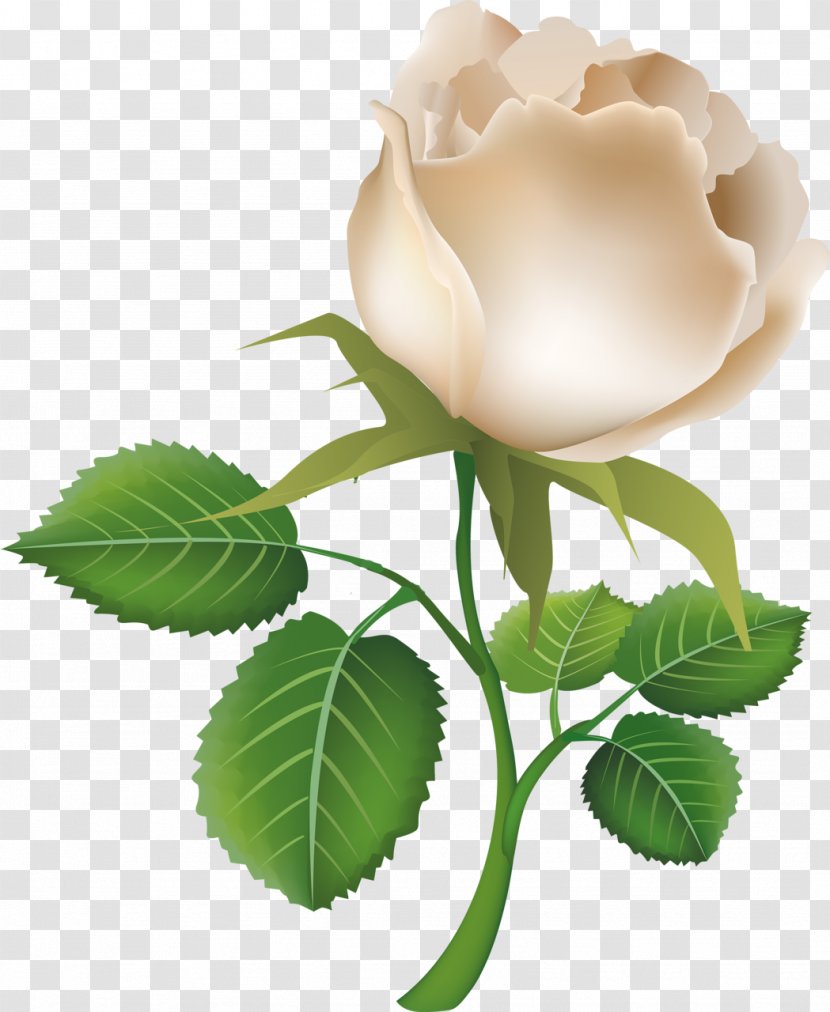 Rose Flower Clip Art - Rosa Centifolia Transparent PNG