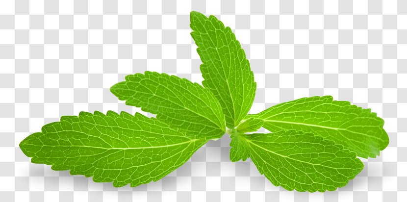Stevia Candyleaf Sugar Substitute Extract Steviol Glycoside - Peppermint - Spearmint Transparent PNG