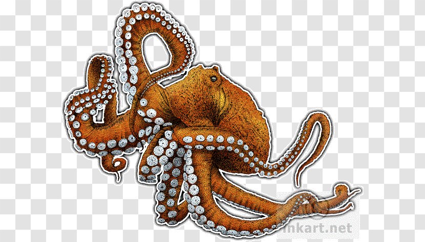 Giant Pacific Octopus The Love Letter Cephalopod Art - Cartoon Transparent PNG