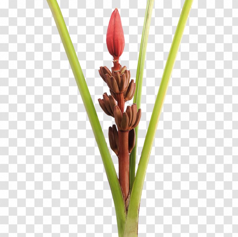 Musa Ornata Bird Of Paradise Flower Lobster-claws Cooking Banana - There Are Exotic Transparent PNG