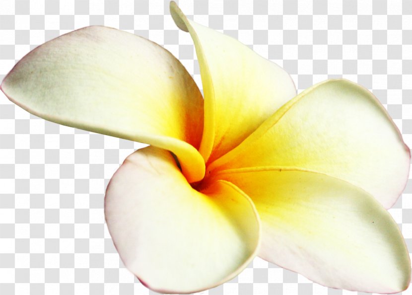 Frangipani Flower Petal Transparent PNG