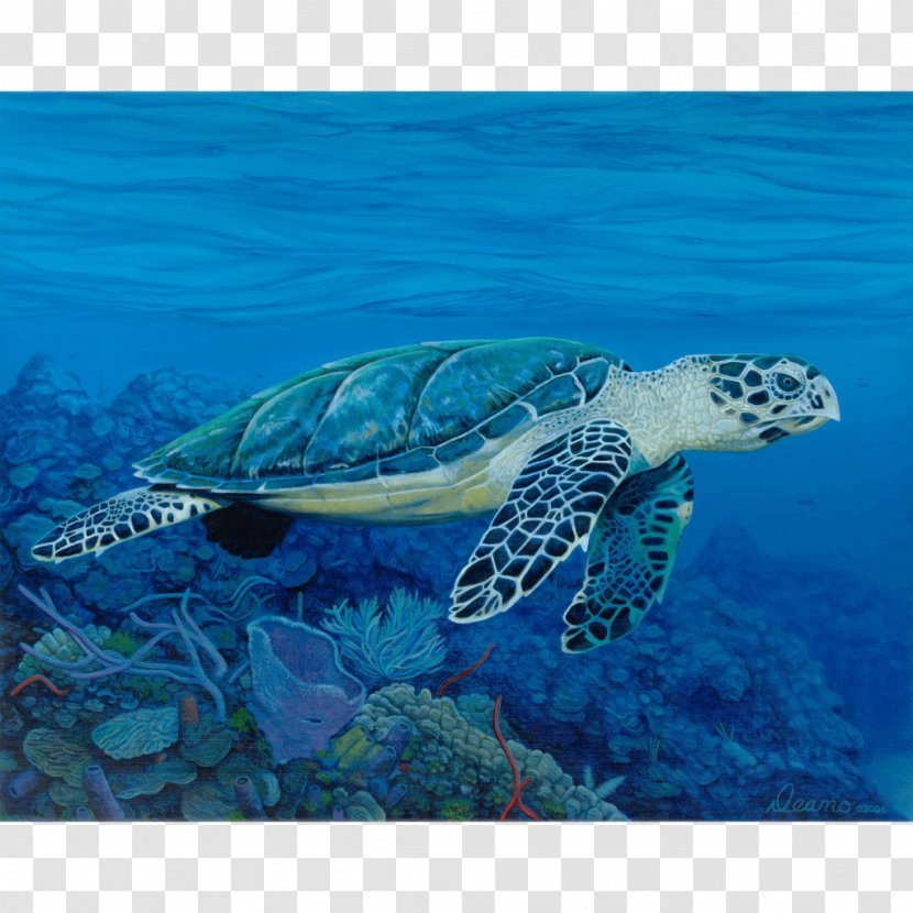 Hawksbill Sea Turtle Ocean - Aqua Transparent PNG